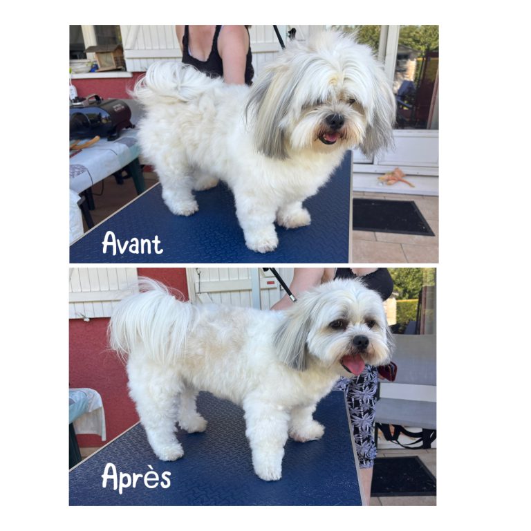 Avant/après toilettage chien à domicile à Romagnat : un pelage terne et emmêlé devient doux, brillant et parfaitement entretenu grâce à nos soins professionnels.