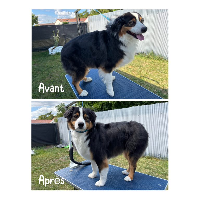 Transformation d’un chien avant et après un toilettage professionnel à domicile à Romagnat – Poils propres, coupés et brossés avec soin pour un résultat élégant et sans stress.