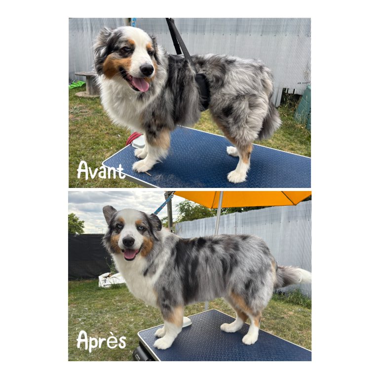 Résultat avant/après d’un toilettage canin à domicile à Romagnat – Un pelage soyeux, propre et bien coupé pour un look neuf et confortable.