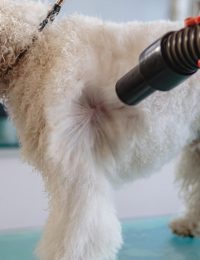 grooming-6877250_1280-retouche