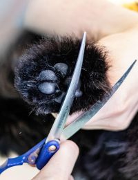 grooming-6877254_1280